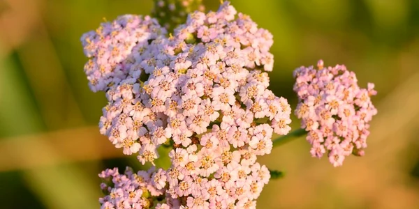 coada soricelului
