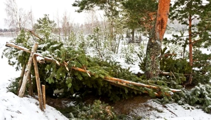 Bărbatul a supraviețuit adăpostindu-se în locuințe improvizate din ramuri de pinFoto: ziaruldeiași.ro