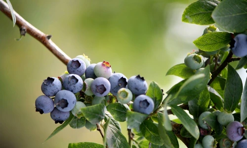 1 67283 original jpg jpeg