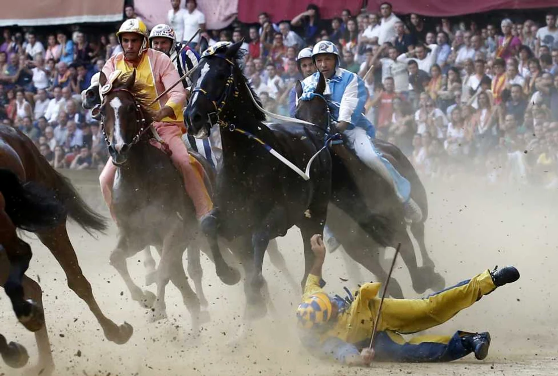 Cai clonați participă la concursuri   FOTO: Arhiva
