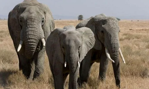 Dispariţia elefanţilor a dus la naşterea omului modern acum 400 000 de ani jpeg