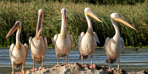 Delta Dunării Pixabay