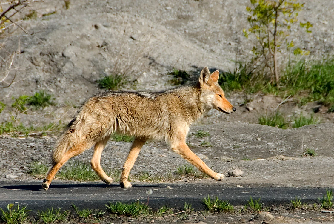 Fauna din suburbii jpeg