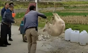 porc drona china jpg