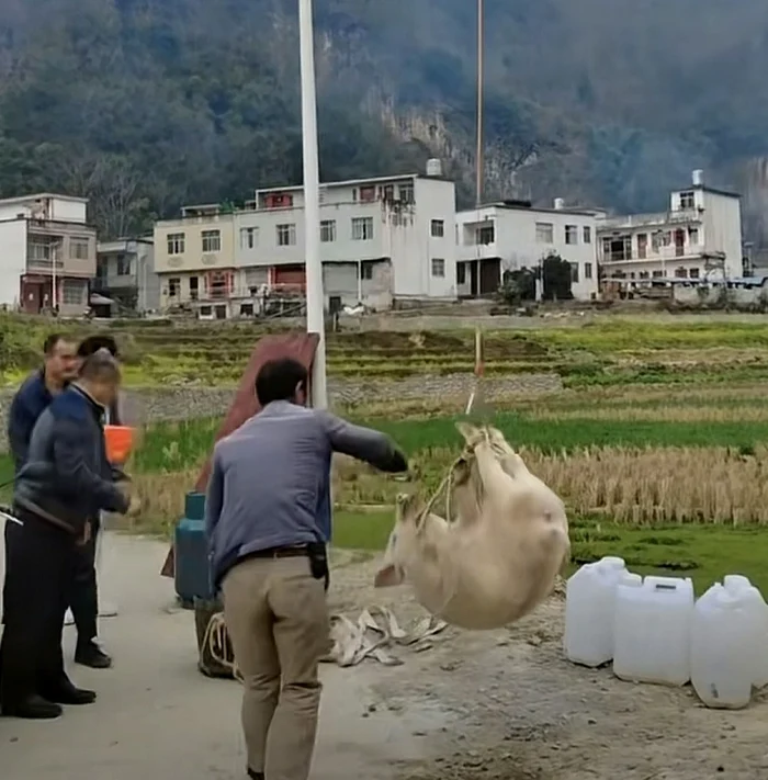 Porcul era transportat la un abator cu o dronă de mari dimensiuni (Foto: captură video)