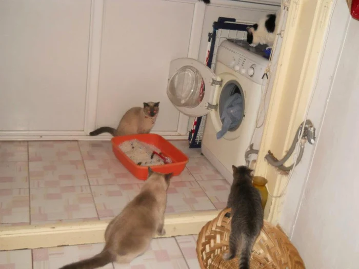 Nuami Dinescu este o mare iubitoare de animale. Are grijă de mai multe pisici