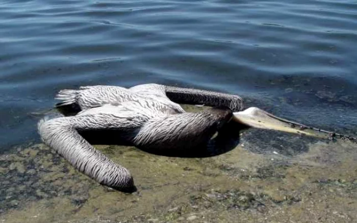 Mai mulţi pelicani morţi, descoperiţi în Delta Dunării, erau purtători ai virusului gripei aviare FOTO: arhiva adevarul.ro