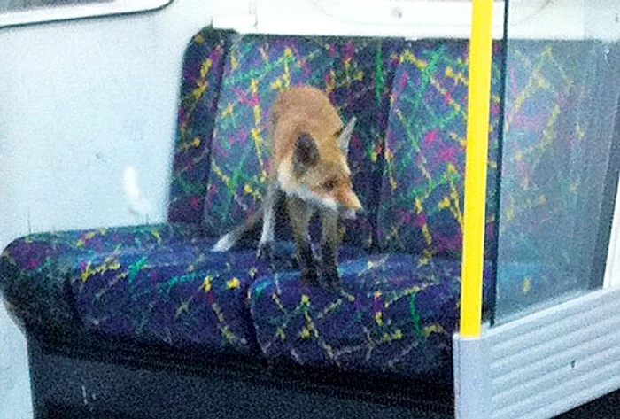 Aşa arată garnitura de tren aleasă de vulpiţa buclucaşă