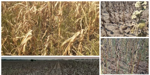 culturi calamitate dolj, 10 ugust 2025   foto sorin agapie, daj dolj (2) jpeg