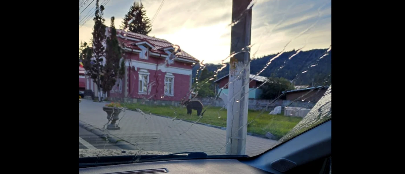Un urs a fost filmat plimbându-se prin centrul staţiunii Buşteni FOTO Ciprian Aldea/Facebook