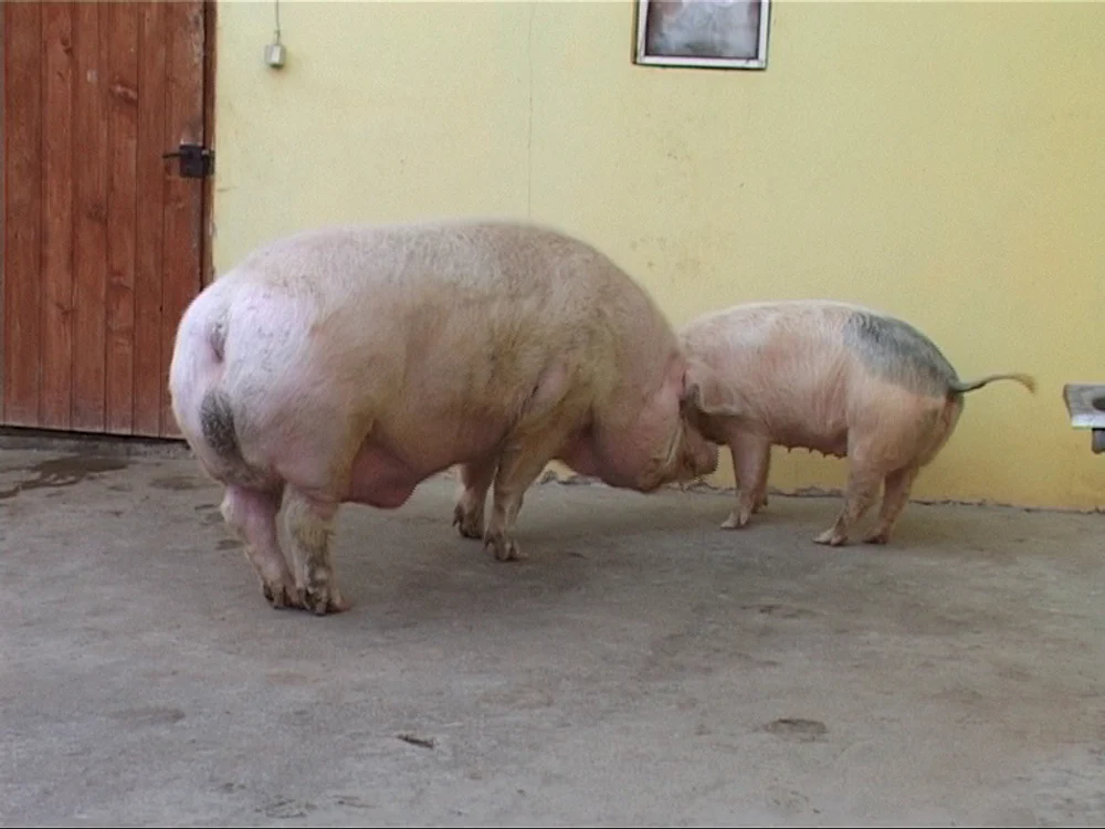 Porcul uriaş lângă unul de 100 de kilograme