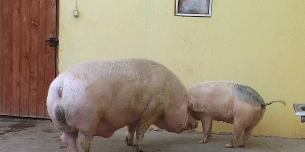 Porcul uriaş lângă unul de 100 de kilograme