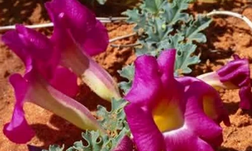 1 71316 original jpg jpeg