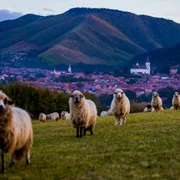 666657282 1344472467708194 3080757531129207551 n jpg