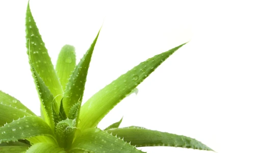 1 70463 original jpg jpeg