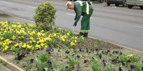 Înainte de Paşti, în parcul central vor fi plantate 150.000 flori