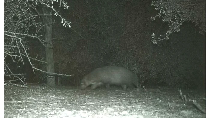 Creatura misterioasă care uimește internetul, Foto: FACEBOOK/ BENTSEN-RIO GRANDE VALLEY STATE PARK