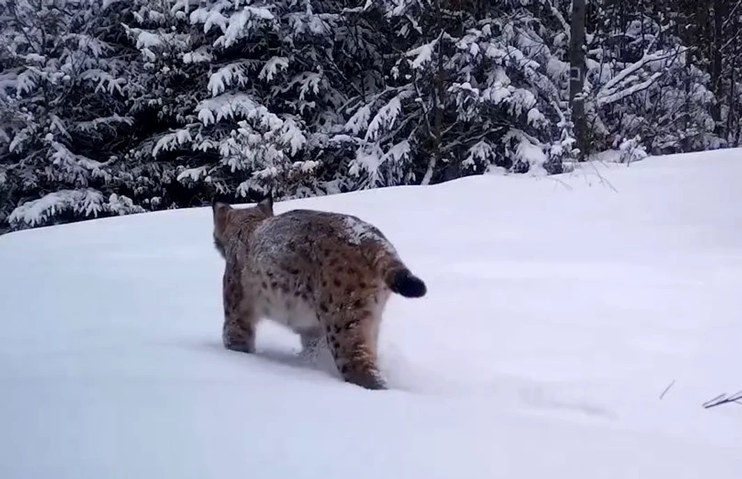 Răs filmat prin zăpadă în Munții Apuseni FOTO captură video 