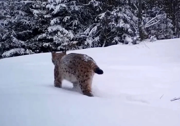 Râsul a fost surprins în Munții Apuseni / foto: captură video
