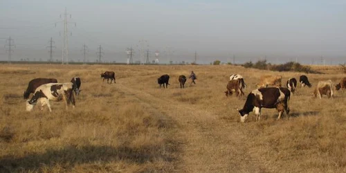 Bovina sacrificată la Casimcea avea antrax (foto arhivă)