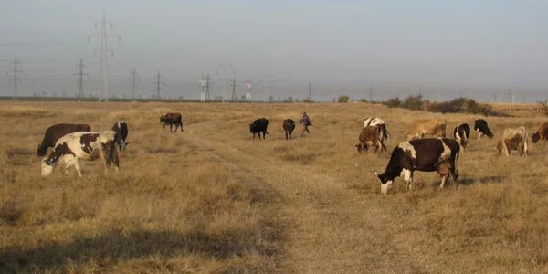 Bovina sacrificată la Casimcea avea antrax (foto arhivă)