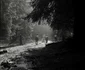Muntii Apuseni Foto Viorel Simionescu (10) jpg
