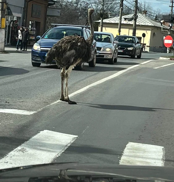 Struțul a fost zărit pe o stradă agloemerată din Găești. FOTO cronica-gaestiului.ro