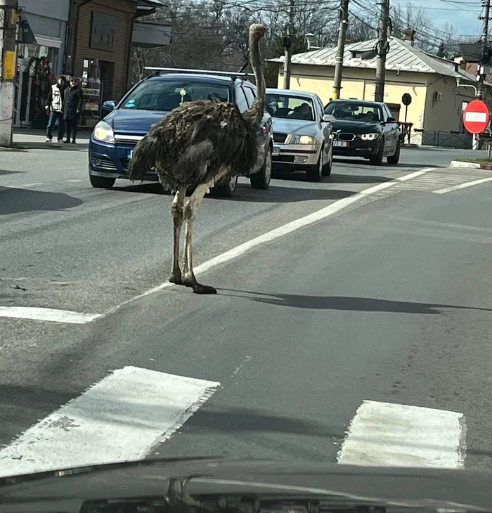 Struțul a fost zărit pe o stradă agloemerată din Găești. FOTO cronica-gaestiului.ro