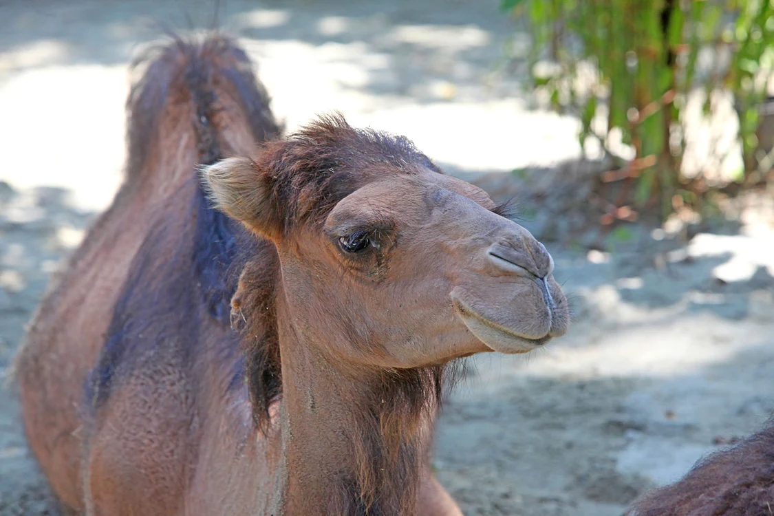 
    Ali Baba este deja mândria Grădinii Zoologice de la BănesaFOTO: SEVER GHEORGHE  