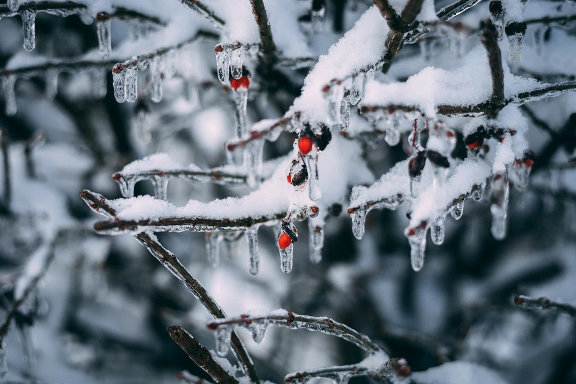 Foto: Pexels.com