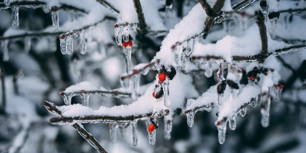 ger inghet zapada vremea meteo pexels jpg