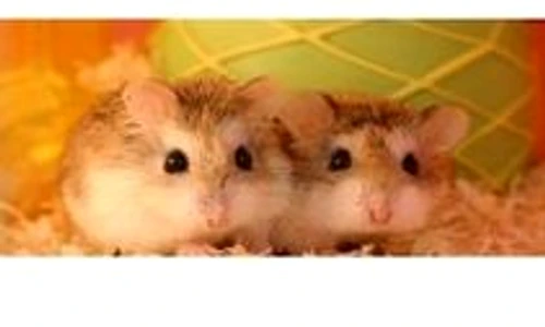 1 47766 original jpg jpeg