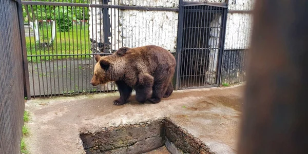 Ursoaica de 38 de ani mutată d ela Rădăuţi la Zărneşti FOTO Asociaţia Milioane de Prieteni