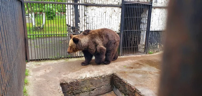 Ursoaica de 38 de ani a fost mutată de la Rădăuţi la Zărneşti FOTO Asociaţia Milioane de Prieteni