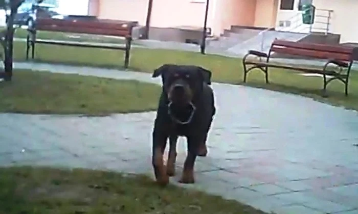 
    Rottweiler-ul se plimbă de doi ani, fără lesă și fără botniță, într-un loc unde se joacă zeci de copiicaptură: YouTube  