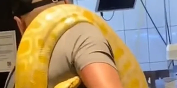 piton mcdonalds png
