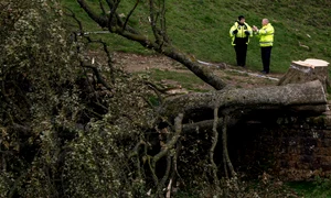 copacul lui robin hood gettyimages jpg