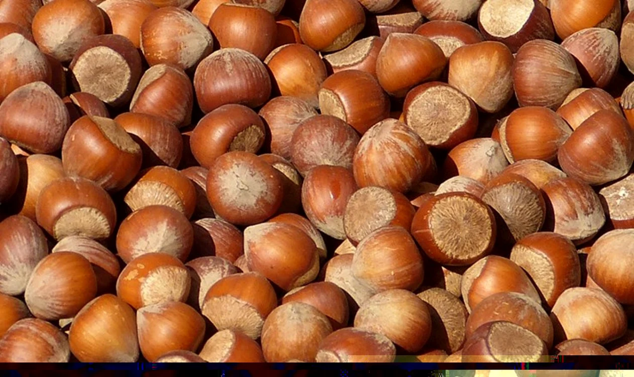 Alunele de pădure au un conţinut ridicat de vitamina C FOTO:organicplantage.ro