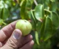 Manchineel 3 jpg