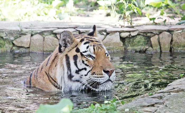 Ursul este leşinat de căldurăFoto: Florin Şuler