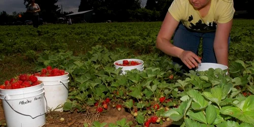 Munca în fermele de căpşuni presupune migală şi multă răbdare