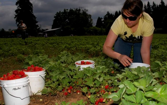 Munca în fermele de căpşuni presupune migală şi multă răbdare