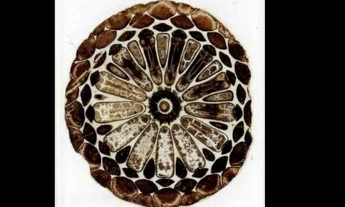 Au fost redescoperite fosilele care au stat la baza teoriei evoluţioniste jpeg