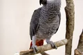 1 52085 original jpg jpeg