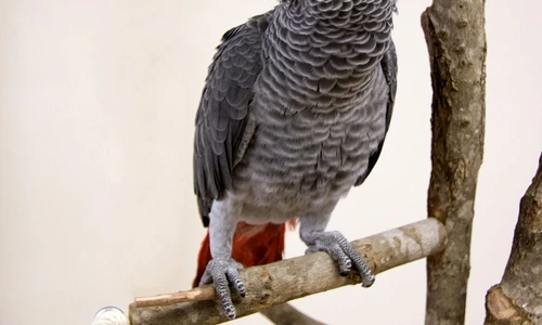 1 52085 original jpg jpeg