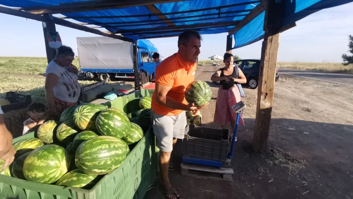 Lubeniţa de la Gottlob este la mare căutare în tot vestul ţării FOTO Ş.Both