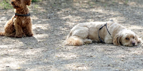 ID257073 INQUAM Photos Malina Norocea jpg