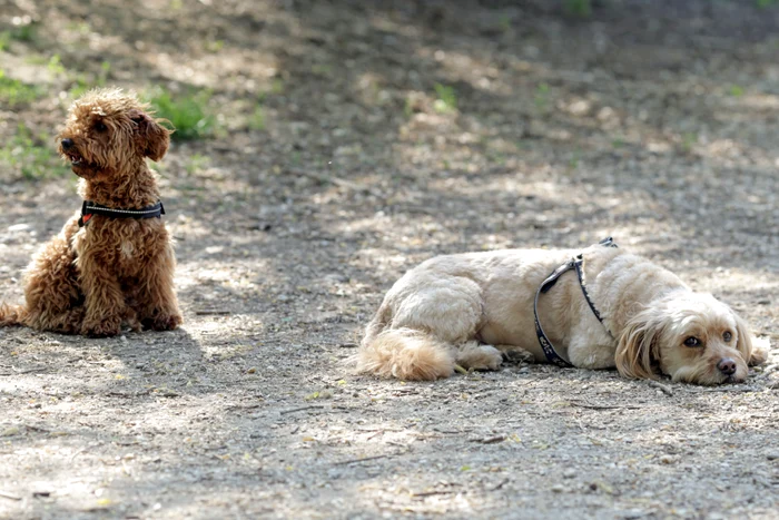 Petardele pot ucide animalele de Revelion. Avertismentul disperat al specialiștilor și ce pot face stăpânii ca să le protejeze