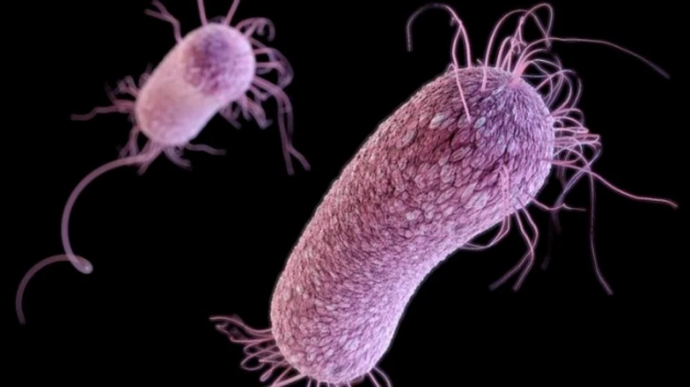 Pandemia de COVID va păli în fața pericolului reprezentat de superbacteriile rezistente la medicamente, avertizează experții
