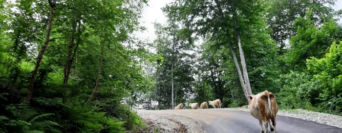 Şoseaua Boşorod - Târsa - Costeşti. FOTO: Daniel Guţă. ADEVĂRUL.